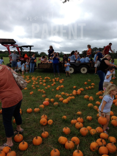 steele-pumpkin-patch-3