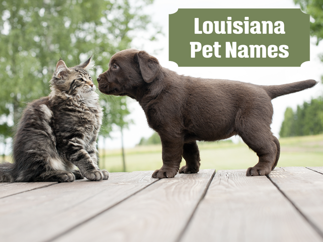 louisiana-pet-names