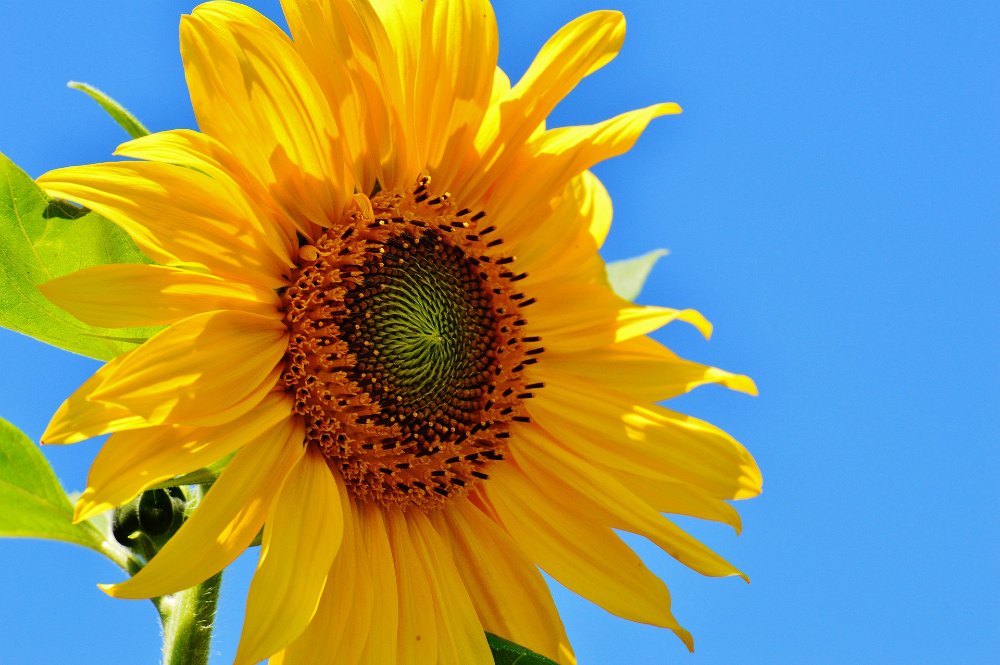 sun-flower-1528936_1920