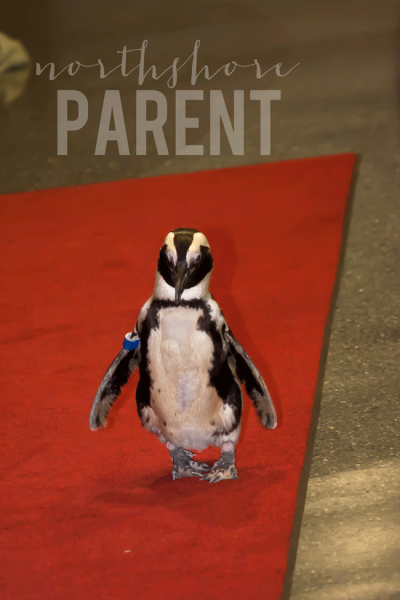 penguin on a red carpet