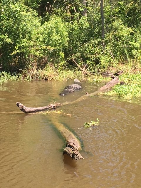 jean lafitte swamp tour groupon