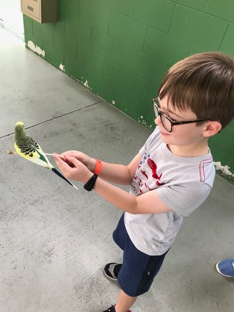 boy holding a stick with a parakeet on it