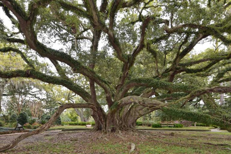 did-you-know-america-s-biggest-oak-tree-is-located-in-mandeville-la