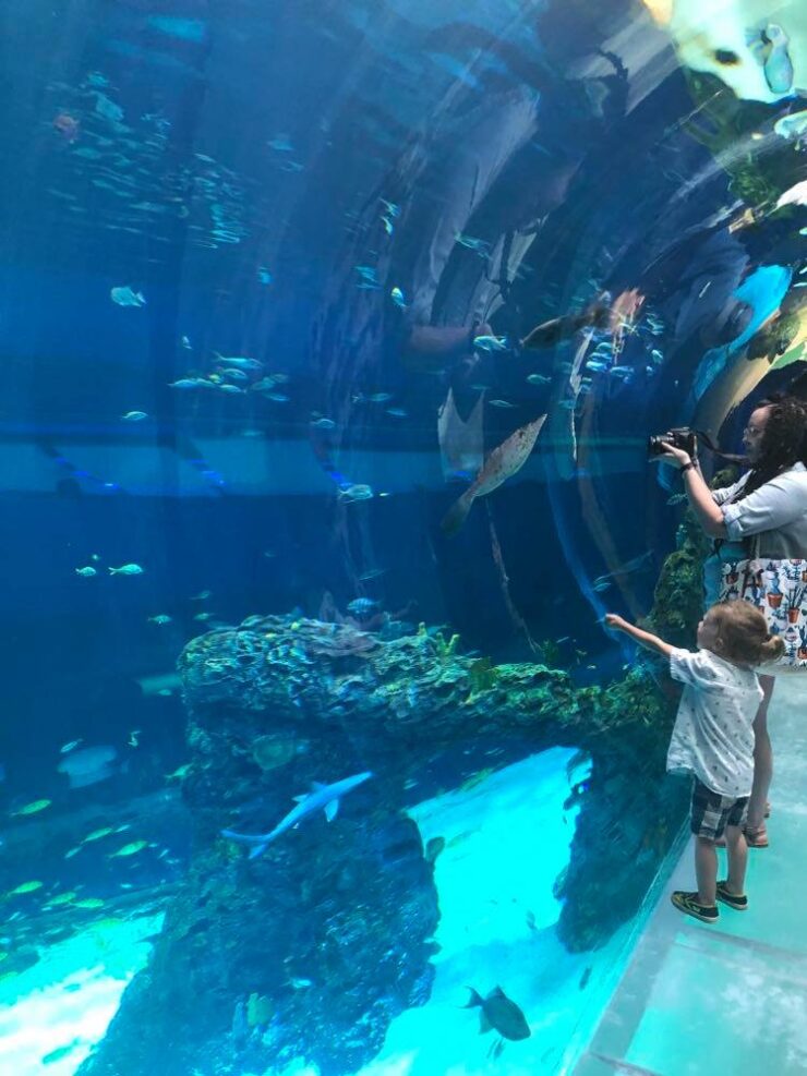 Mississippi Aquarium {an Honest Review} – Northshore Parent