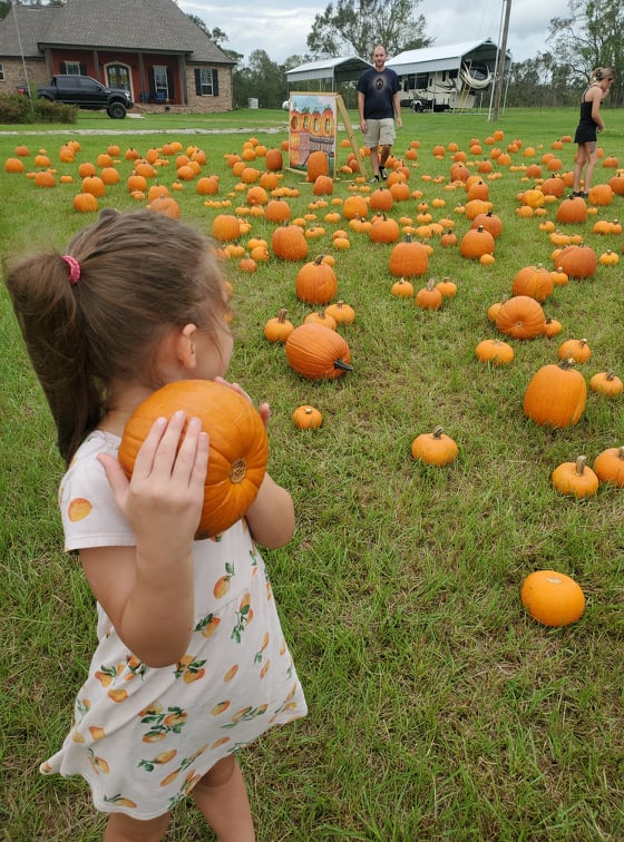 Picture of a girl holding a small pumpkin while standing in a field full of pumpkins